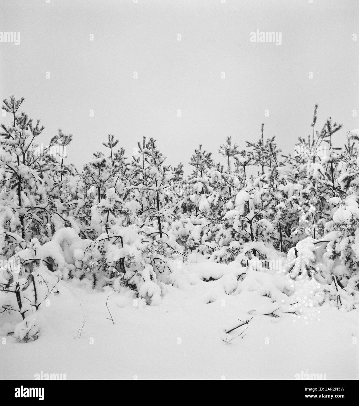 Foreste di conifere, neve Data: Parole Chiave dense: Foreste di conifere, neve Foto Stock