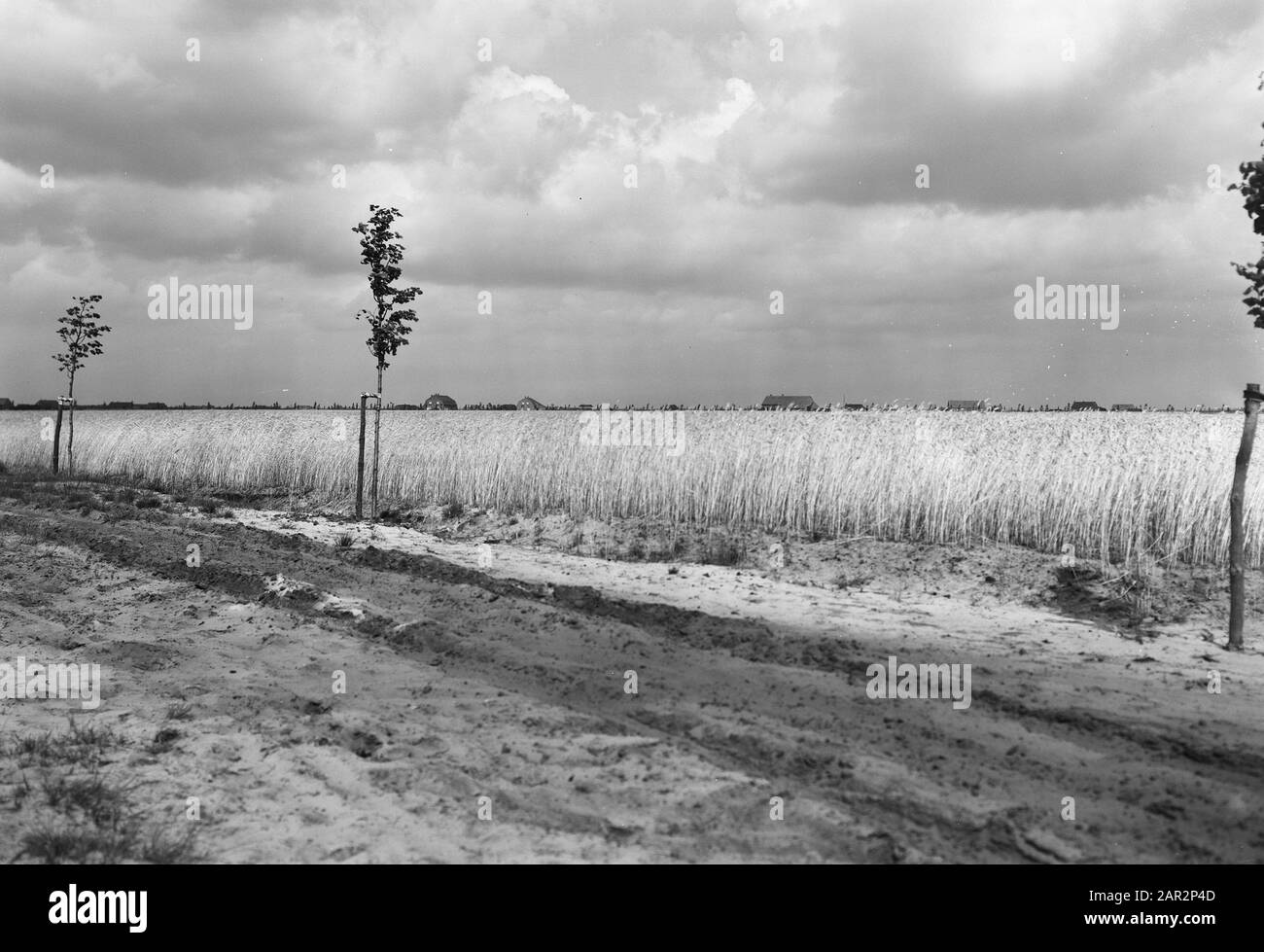 Estrazione, semina e raccolta, grano Data: Non sgranata luogo: Peel Parole Chiave: Estrazione, grano, semina e raccolta Foto Stock