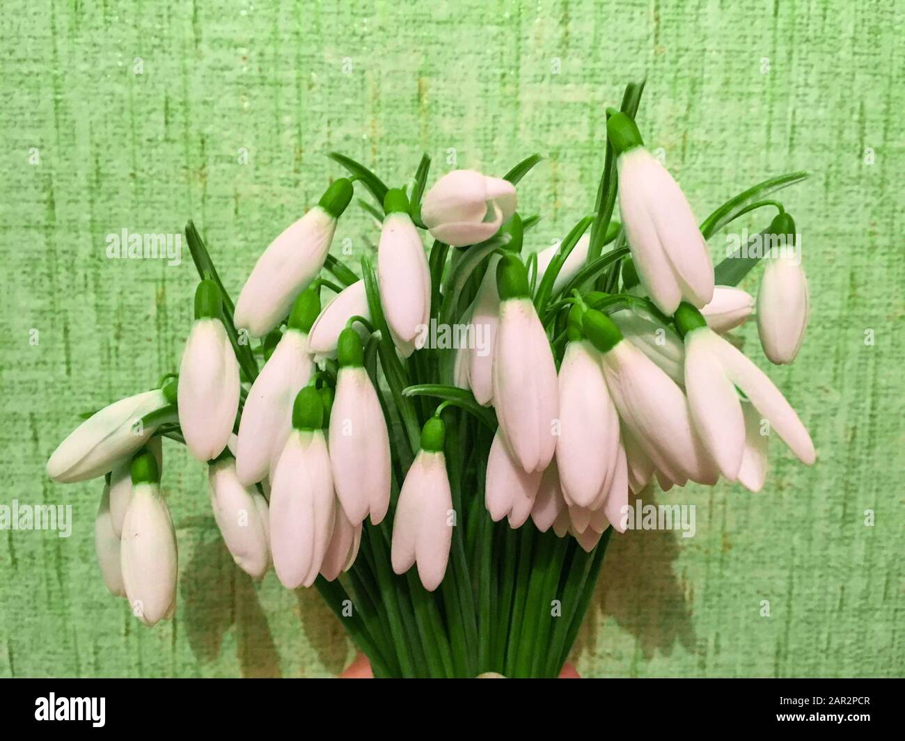 Foto del bouquet dei primi fiori primaverili, gocce di neve per negozio di fiori o sfondo di riviste Foto Stock