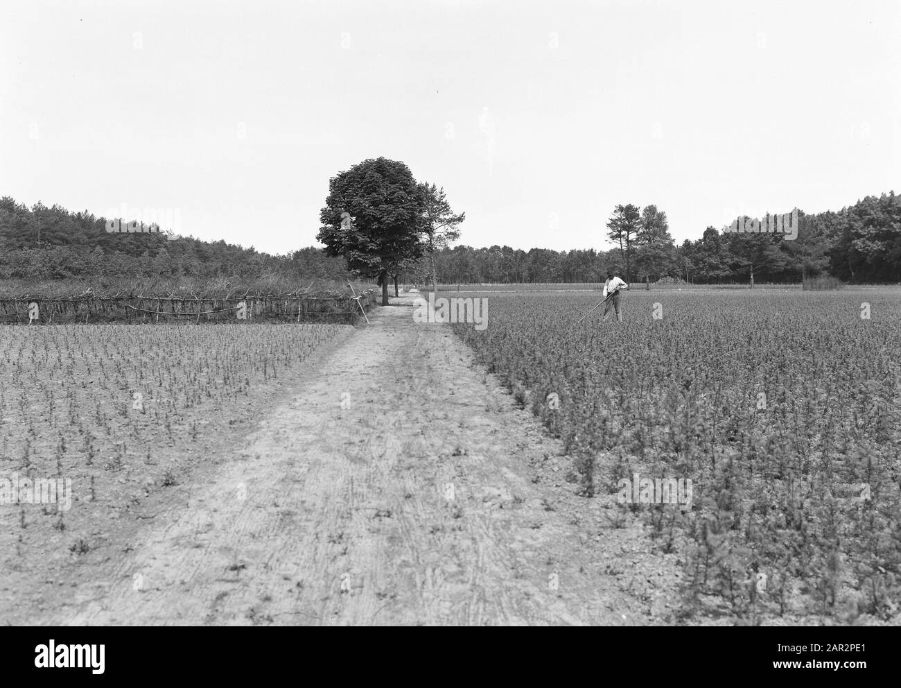 Landgoed Junne. Annotazione del vivaio: I terreni del borgo di Junne erano di proprietà della famiglia Lüps dal 1872 al 1932. Dopo di che, la tenuta venne nelle mani del barone M. Bentinck a Buckhorst da Beerze. Dopo la morte della signora Bentinck il 29 giugno 1938, la proprietà fu venduta per 400.000 fiorini alla compagnia di assicurazioni Amstleven, oggi Delta Lloyd. Anno 2014, la proprietà è ancora in possesso di Delta Lloyd. Prima della Seconda guerra mondiale, vi era un campo di occupazione a Junne, dove, nella tenuta della compagnia di assicurazione con aiuti di Stato e sotto la guida della Nederlandse Heidemaatschappij, Foto Stock