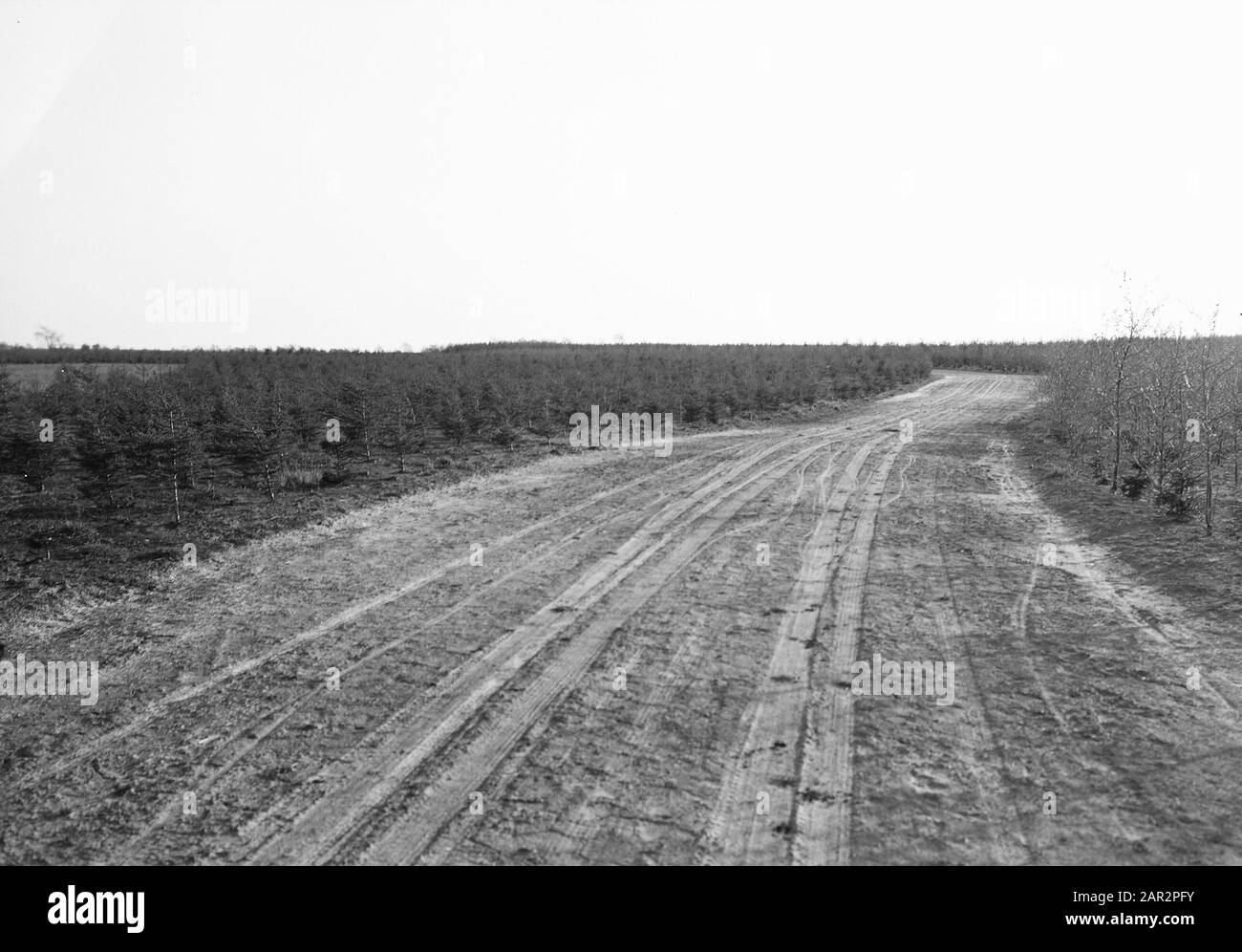 Varie specie di conifere, sandways Data: Unundated luogo: Eext Parole Chiave: Varie specie di conifere, sandways Foto Stock