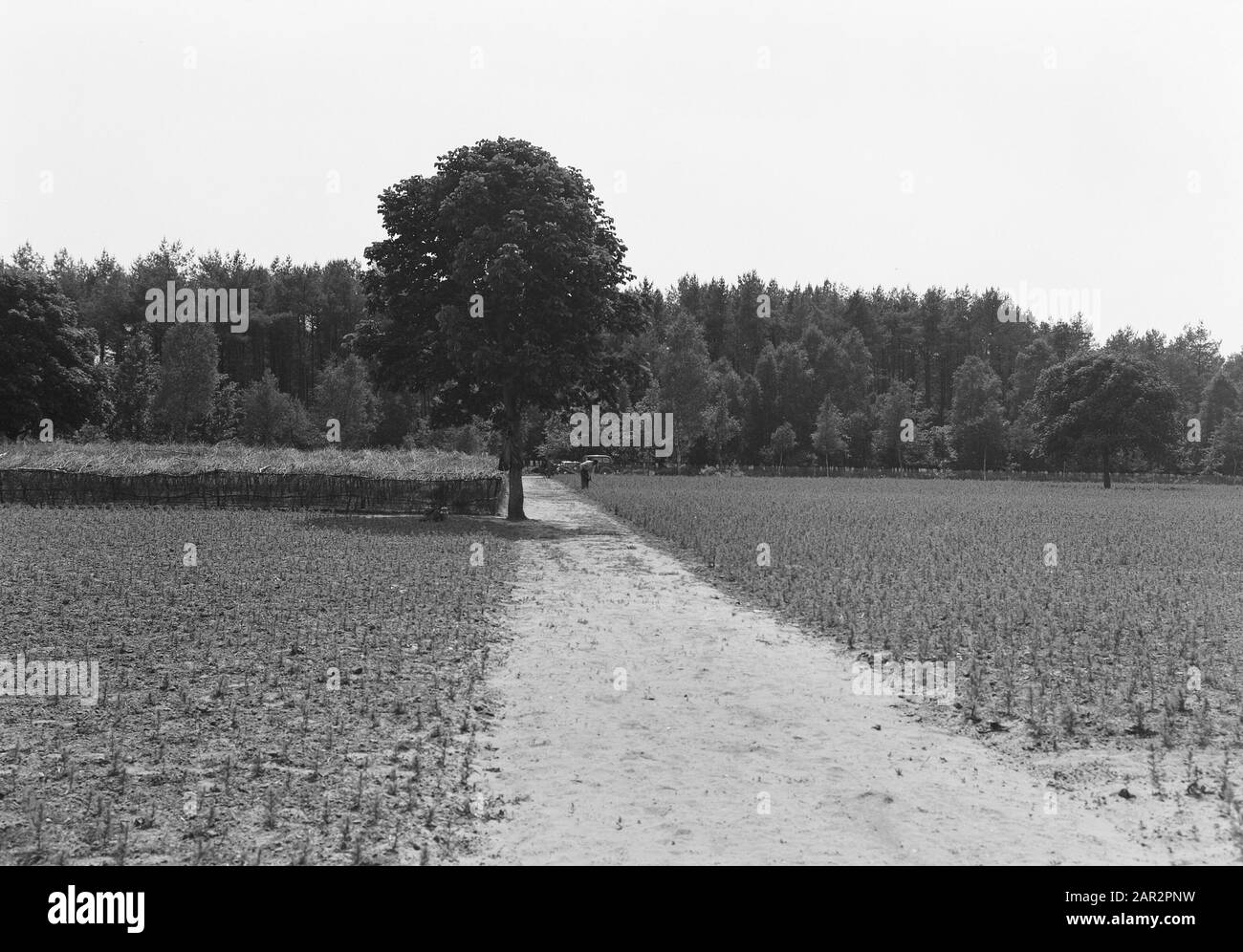 Landgoed Junne. Asilo Nido. Nota: I terreni del borgo di Junne erano di proprietà della famiglia Lüps dal 1872 al 1932. Dopo di che, la tenuta venne nelle mani del barone M. Bentinck a Buckhorst da Beerze. Dopo la morte della signora Bentinck il 29 giugno 1938, la proprietà fu venduta per 400.000 fiorini alla compagnia di assicurazioni Amstleven, oggi Delta Lloyd. Anno 2014, la proprietà è ancora in possesso di Delta Lloyd. Prima della Seconda guerra mondiale, c'era un campo di lavoro a Junne, dove sulla proprietà della compagnia di assicurazione con aiuti di Stato e sotto la guida della Nederlandse Heidemaatschappij Foto Stock
