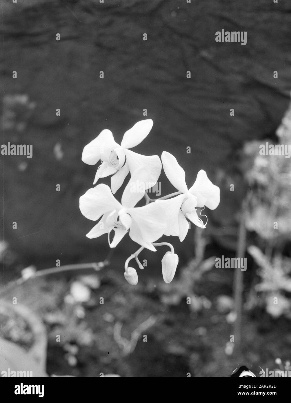 Orchid Asilo Data: 3 Giugno 1946 Foto Stock