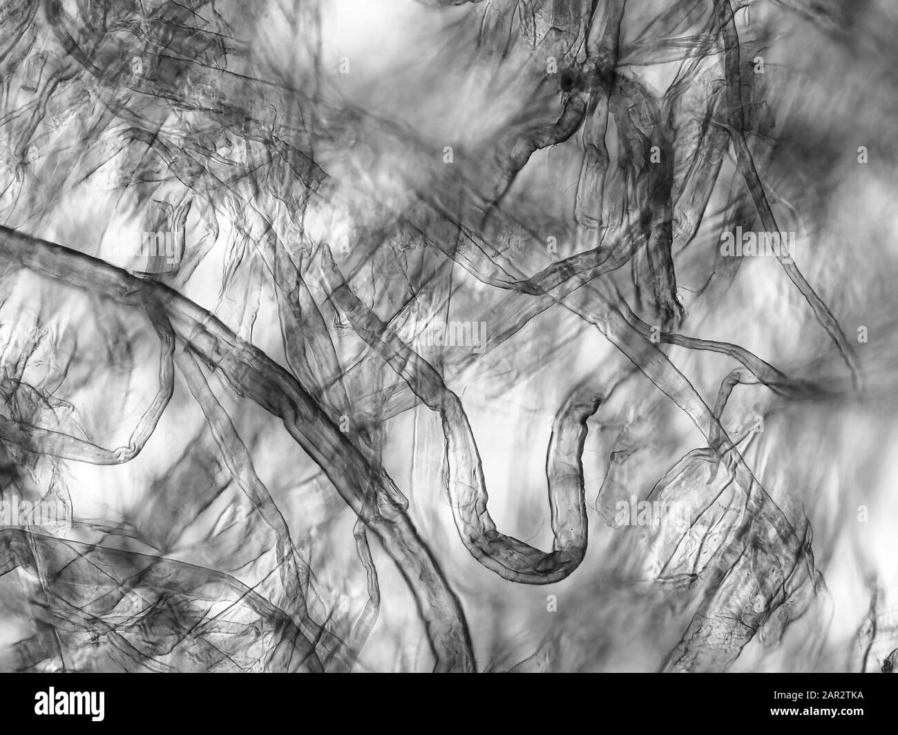 Carta igienica sotto il microscopio, il campo visivo orizzontale è di circa 0,61 mm Foto Stock