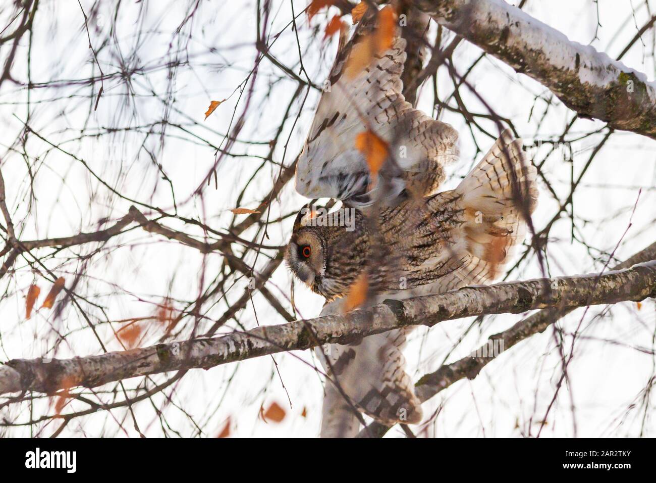 gli uccelli a lungo termine vola tra i rami spessi di un albero Foto Stock
