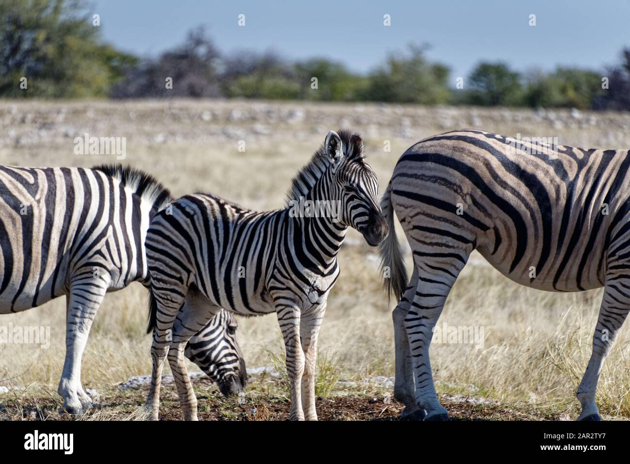 Una zebra in mezzo ad altre zebre Foto Stock