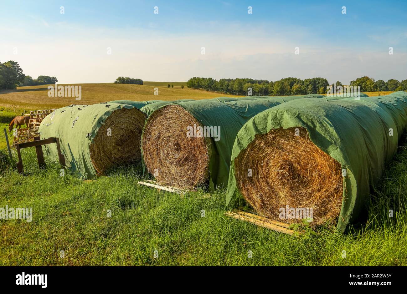 Balle di fieno per alimentare i cavalli. Foto Stock