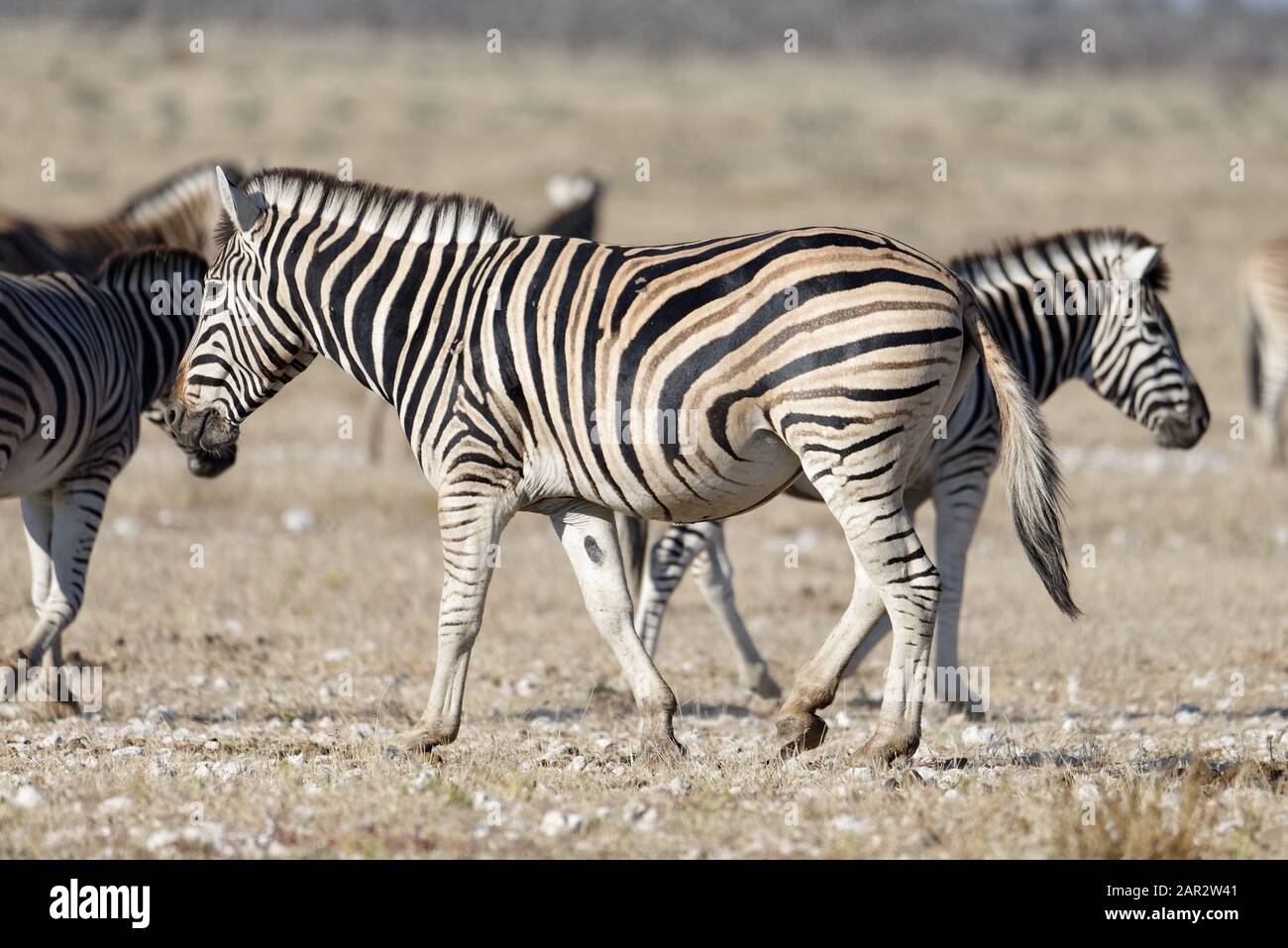 Zebre camminare attraverso la savana in Africa Foto Stock