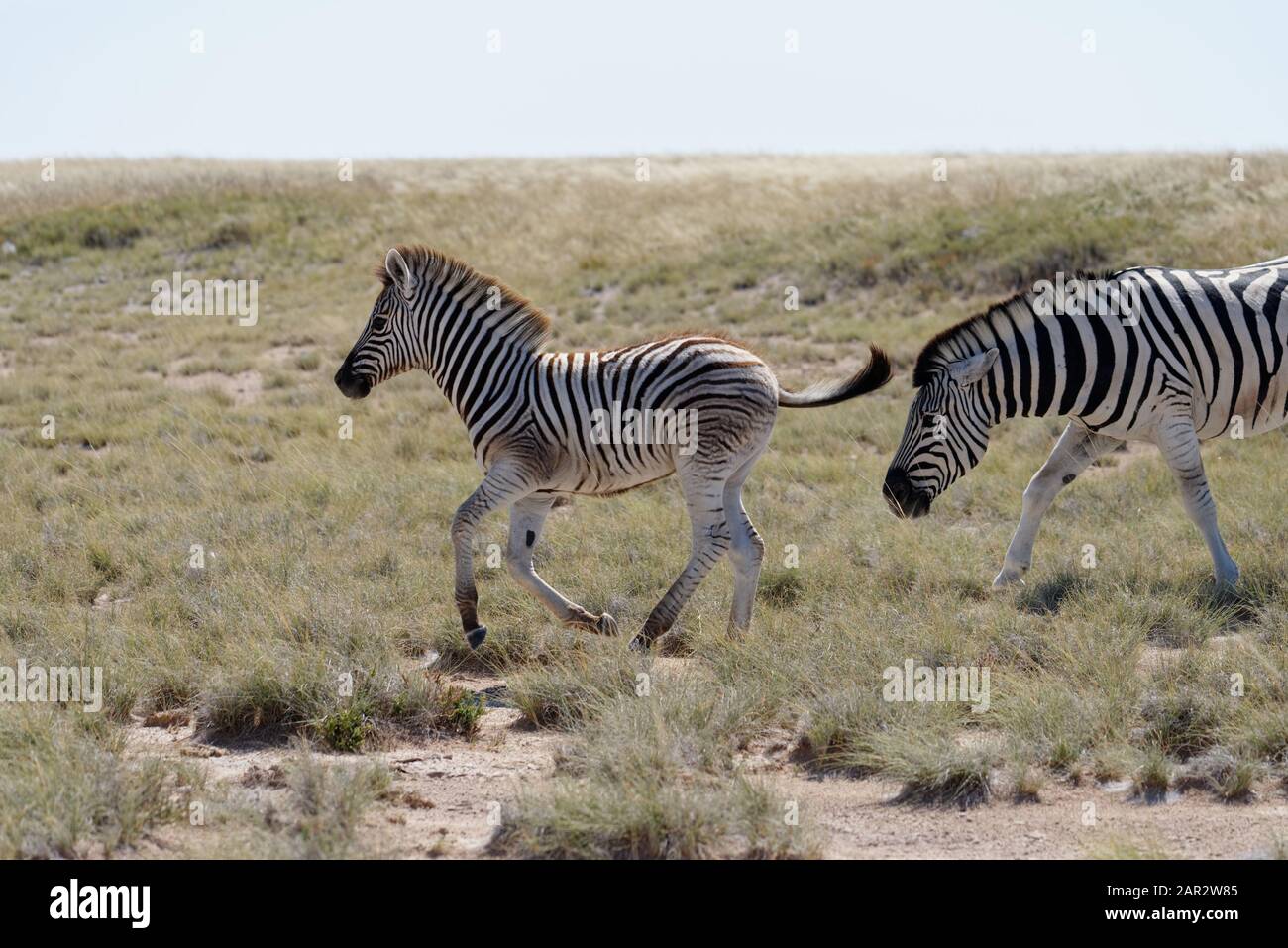 Una piccola zebra si diverte a essere libera sulla savana. Si sta facendo strada con la coda fuori. Foto Stock