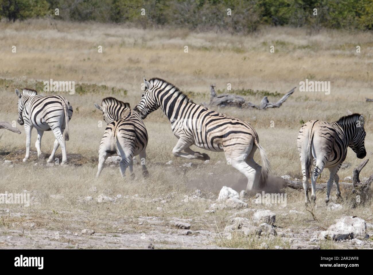 Zebre che combattono tra il gregge Foto Stock