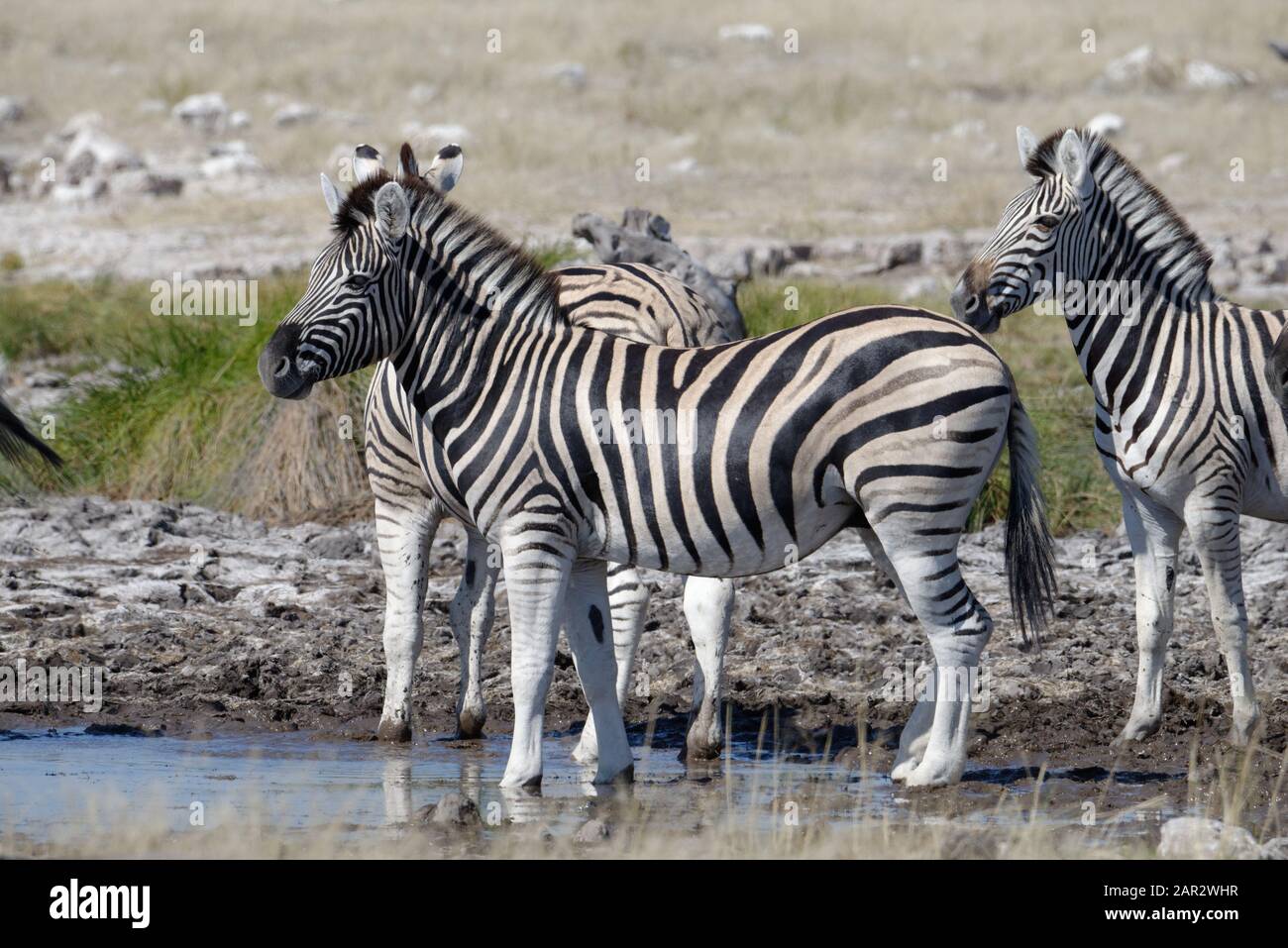 Zebre sono venuti per un drink ad un buco d'acqua Foto Stock