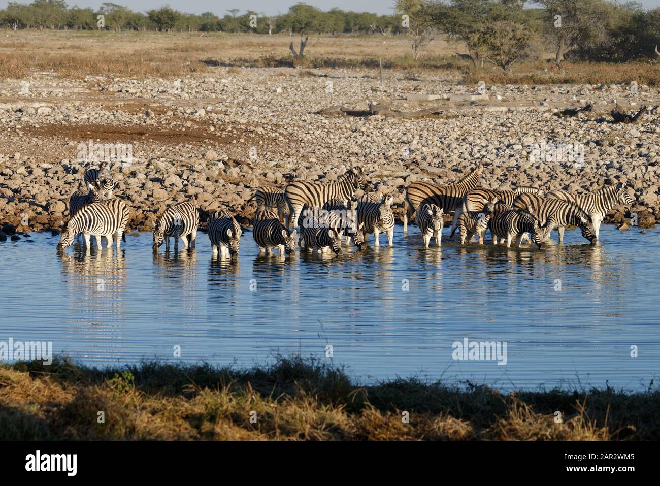 Zebre assetate in un'apertura d'acqua nel Parco Nazionale di Etosha, Namibia Foto Stock