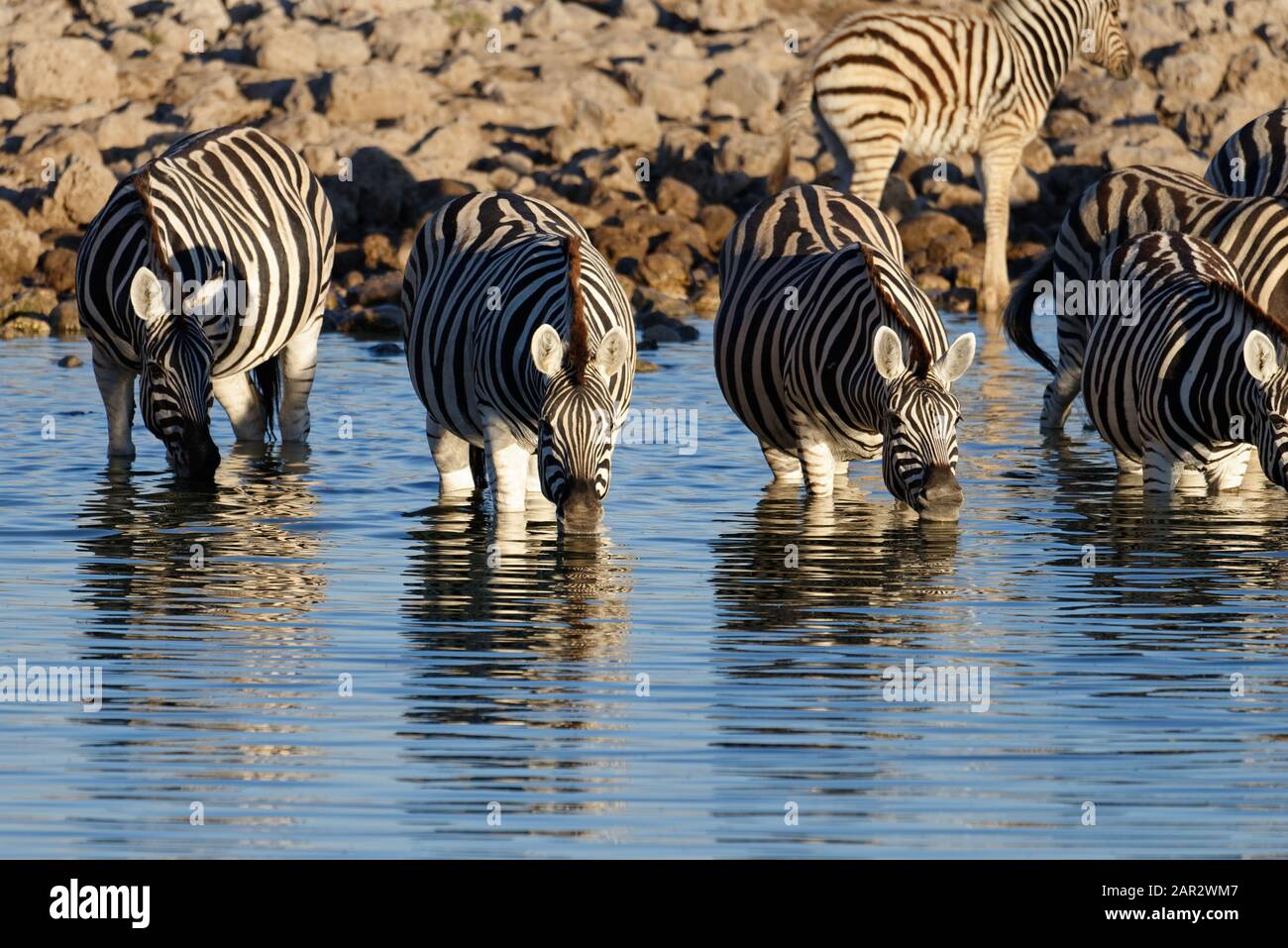 Le zebre guazzano in acqua gustando un drink Foto Stock