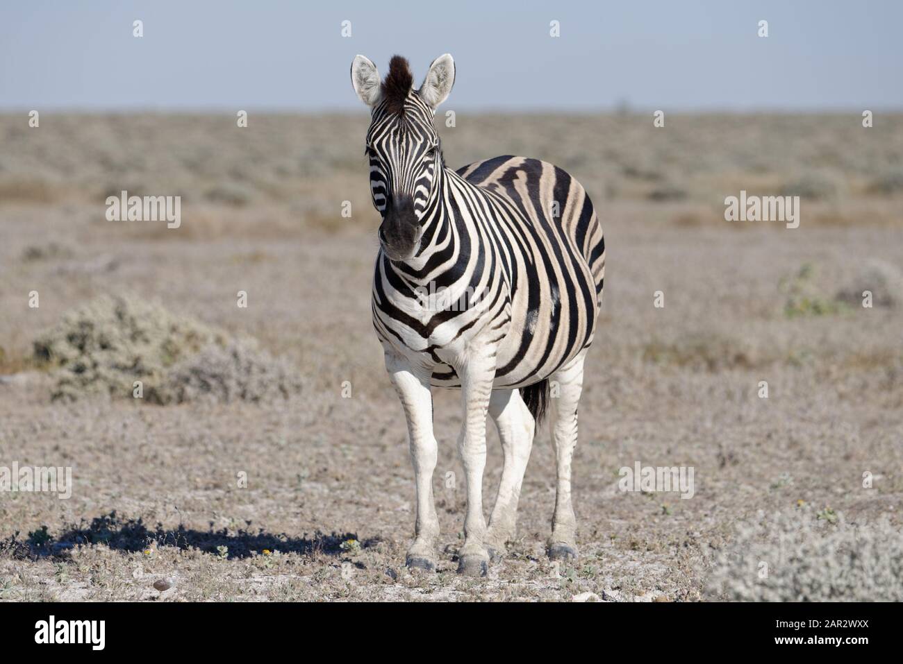 Una zebra è in piedi nel calore haze sulla savana Foto Stock