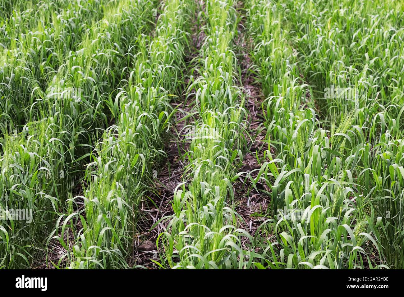 Filari di orzo giovane che crescono in filari in un campo Foto Stock