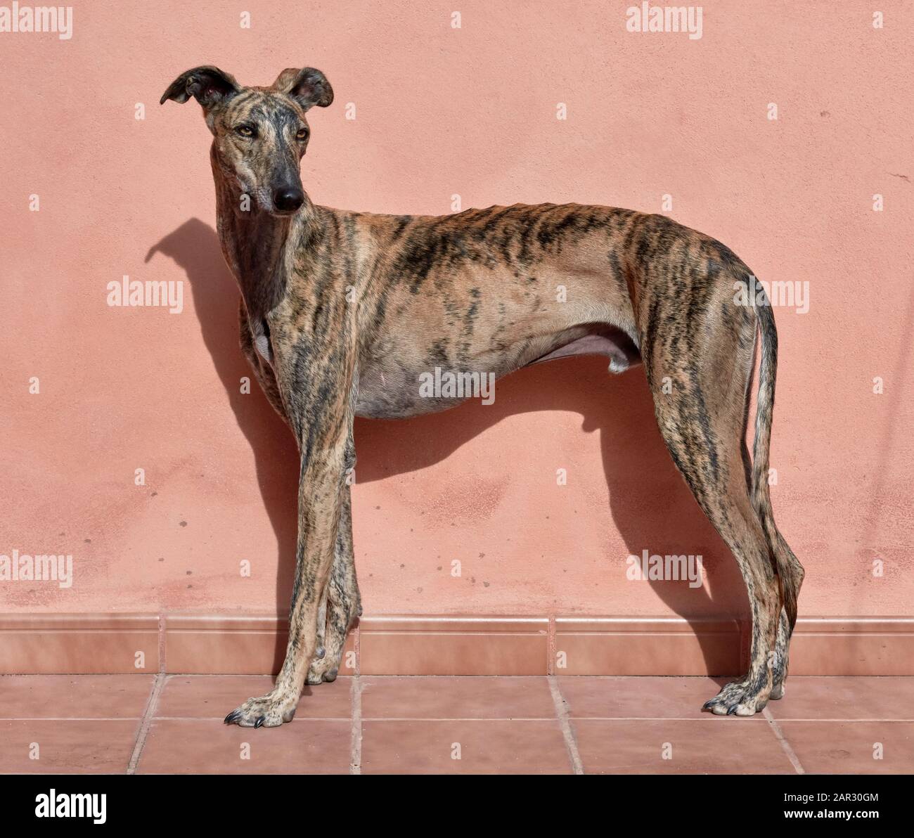 Greyhound.Male spagnolo Foto Stock