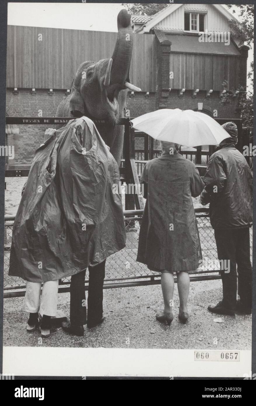 Serie 060-0657 t/m 060-0660. I turisti hanno cercato di divertirsi sotto la pioggia durante la cattiva estate del 1960. Data: 27 luglio 1965 luogo: Amsterdam, Markelo Parole Chiave: Campeggi, pioggia, città, turismo, estati Nome dell'istituzione: Artis Foto Stock