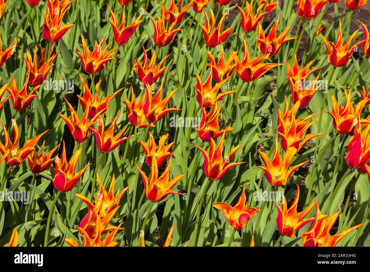 Bella rosso giallo tulipano fiori di speciale (tipo, varietà) campo di razza in primavera, USA, Pella, Iowa, Stati Uniti. Tulip Time Festival Foto Stock