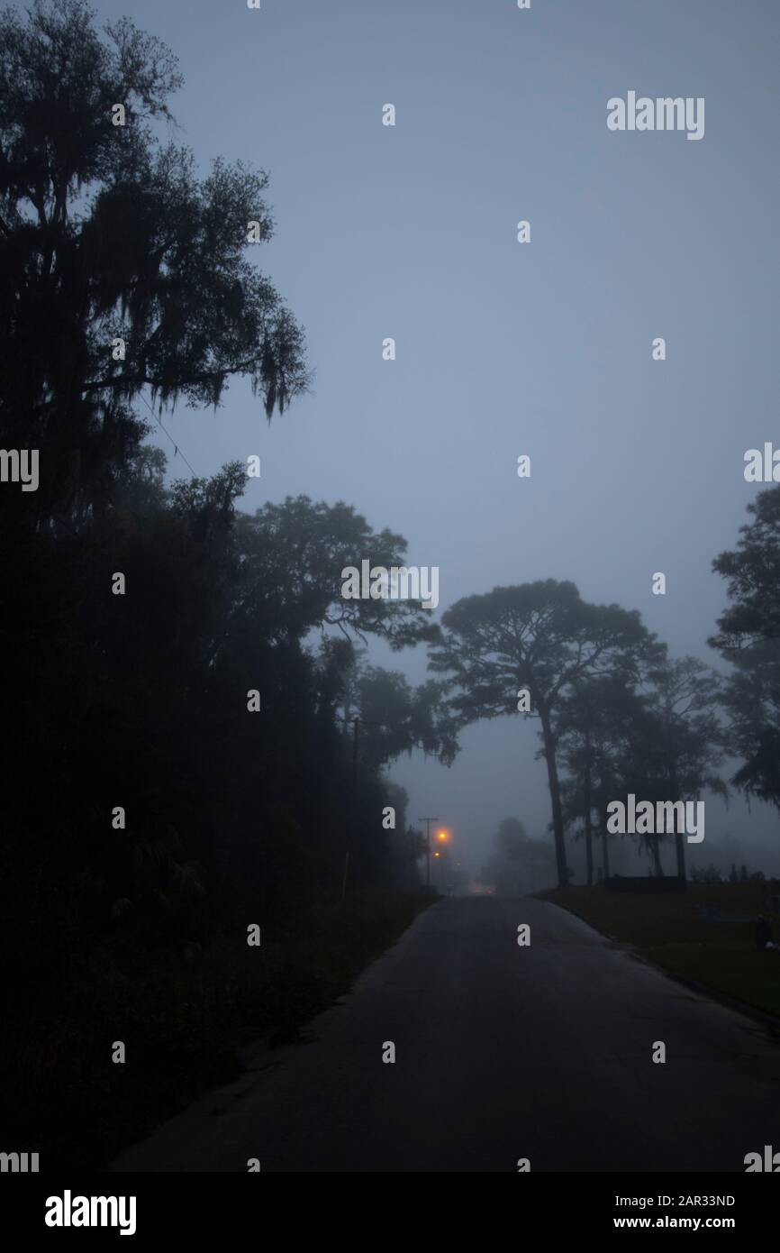 Una strada di campagna in una nebbia fitta e inquietante delimitata da alberi alti. Foto Stock