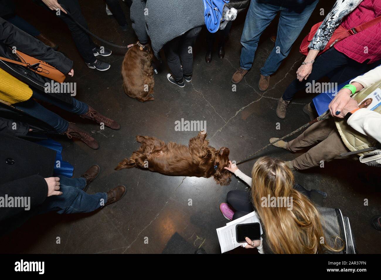 Una donna animali Harry uno spagnolo del Sussex durante l'American Kennel Club "AKC Incontra Le Razze 2020" al Jacob Javitz Center di New York, NY, 25 gennaio 2020. (Foto di Anthony Behar/Sipa USA) Foto Stock