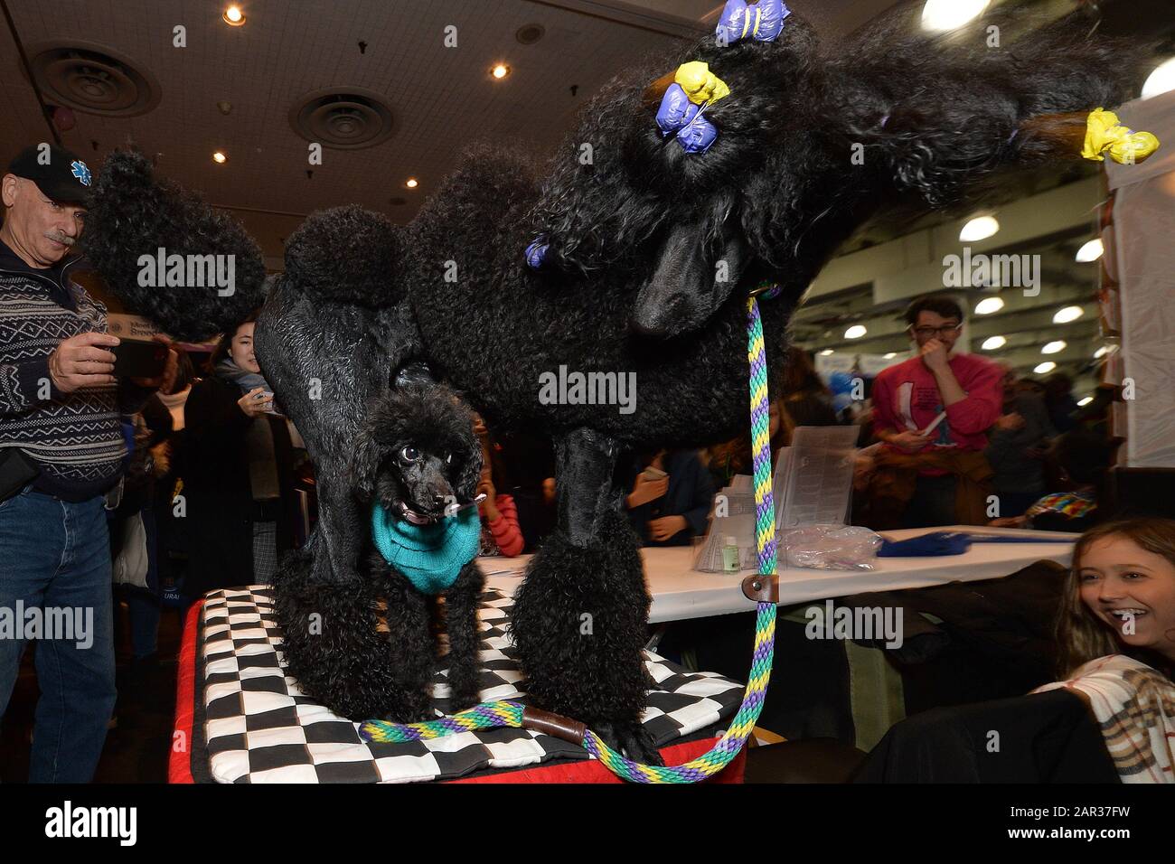 Lo standard Poodle chiamato Robert si presenta come un Toy Poodle chiamato Nina passa tra le gambe all'American Kennel Club "AKC Meet The Razze 2020" tenuto al Jacob Javitz Center di New York, NY, 25 gennaio 2020. (Foto di Anthony Behar/Sipa USA) Foto Stock