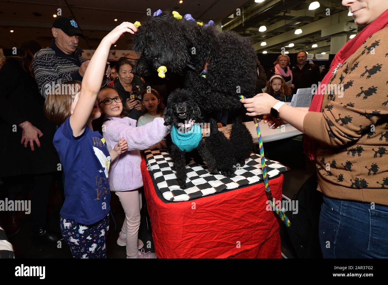 Nina, una barella giocattolo indossata con un maglione blu e Robert, un barboncino standard, lasciate che i bambini li accarezzino all'American Kennel Club "AKC Meet The Razze 2020" tenuto al Jacob Javitz Center di New York, NY, 25 gennaio 2020. (Foto di Anthony Behar/Sipa USA) Foto Stock