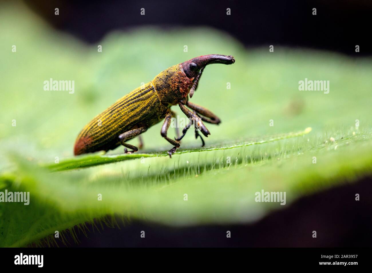 Specie Weevil Non Identificate - Sentiero Danta Al Paraiso Quetzal Lodge, San Gerardo De Dota, Provincia Di San Jose, Costa Rica Foto Stock