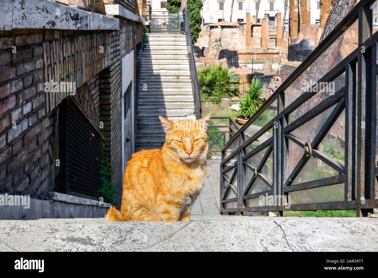 Un gatto falce si trova sui gradini che conducono alle rovine scavate di Torre Argentina, oggi un santuario di gatti a Roma, Italia. Foto Stock