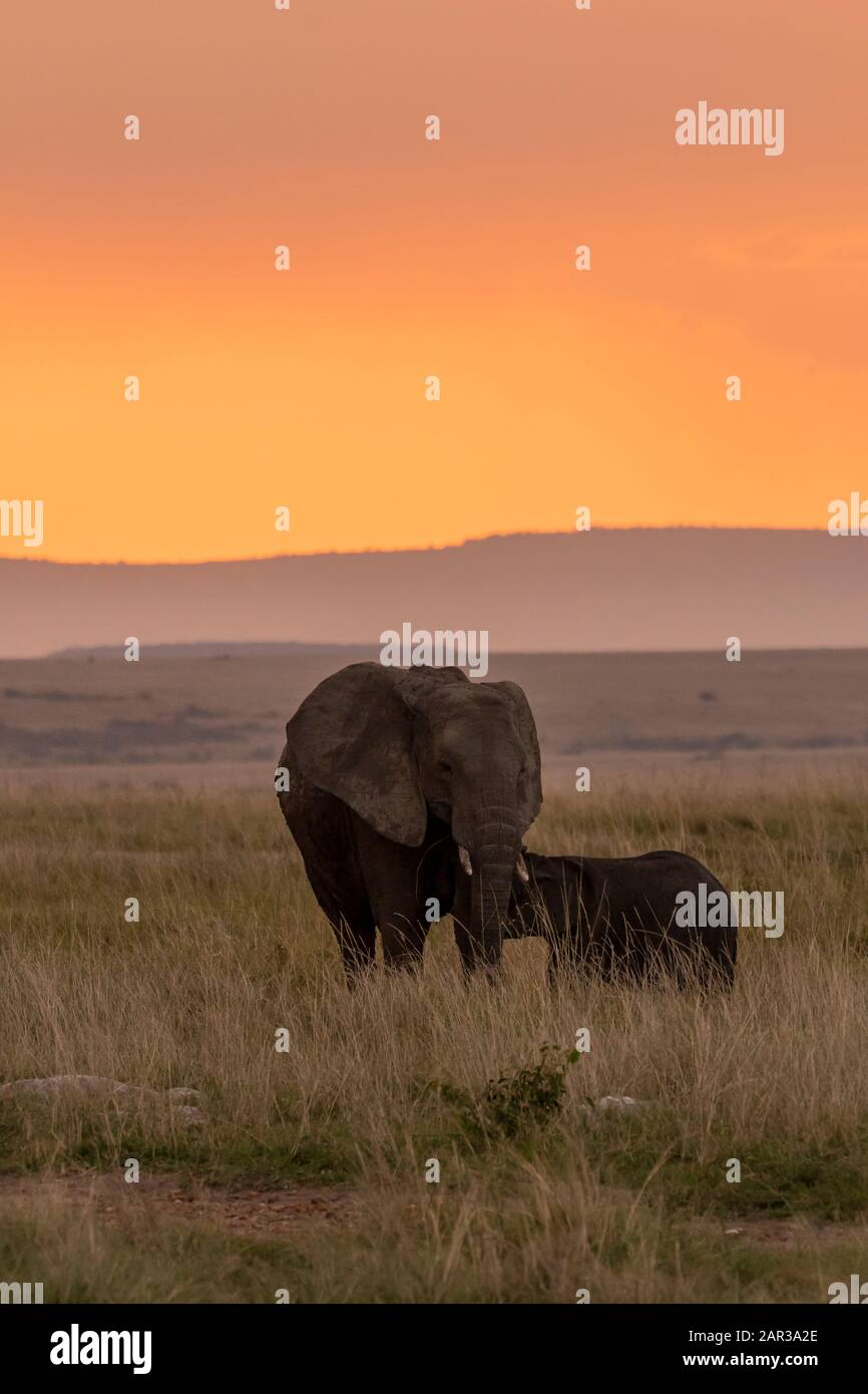 Un vitello elefante che beve latte dalla madre con un bellissimo tramonto sullo sfondo all'interno della riserva naturale di Masai Mara durante un safari nella fauna selvatica Foto Stock
