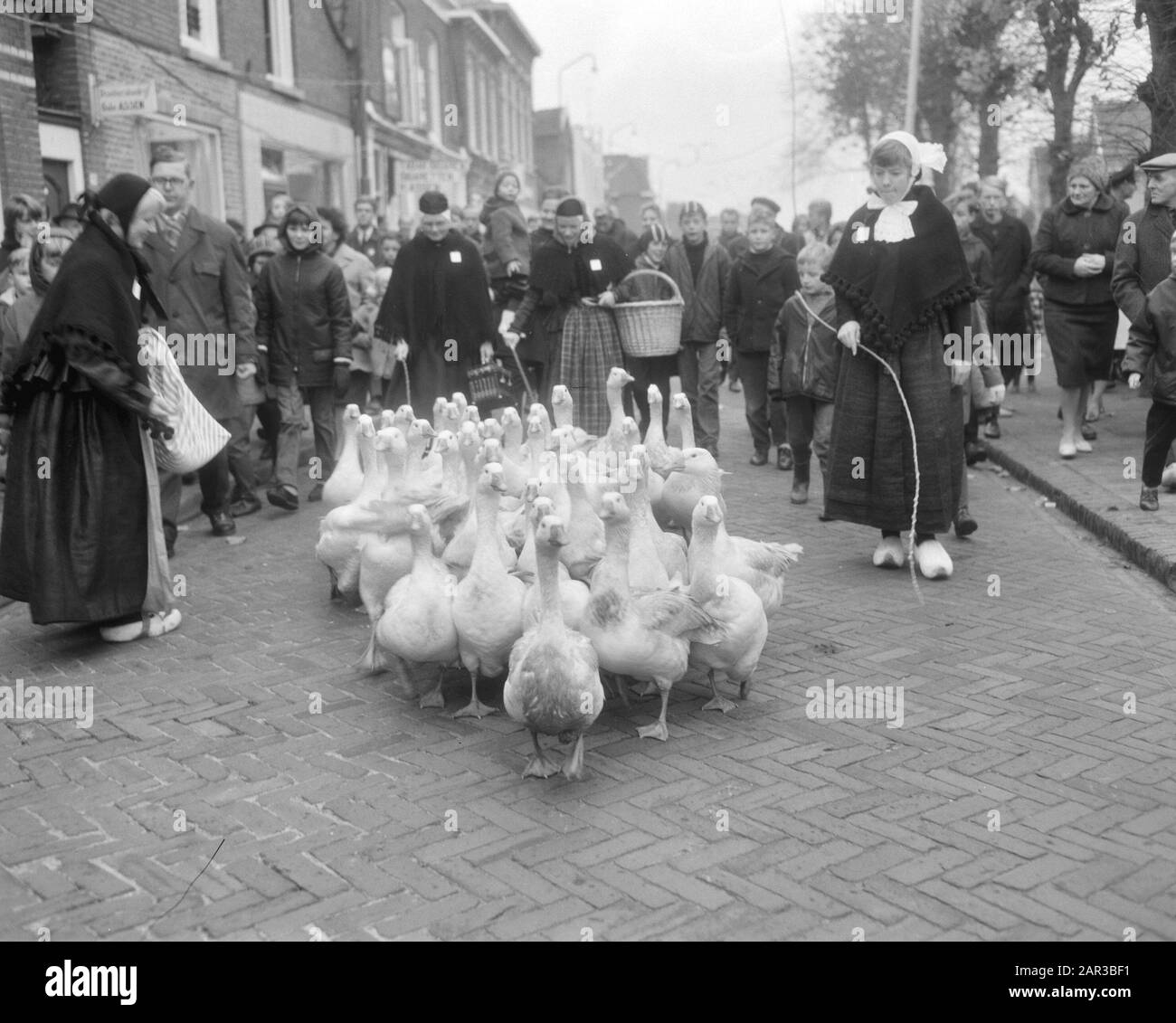 Mercato annuale Goose a Coevorden Tradizionalmente vestiti goose custodi guidare un pacchetto di oche al mercato sotto interesse pubblico Data: 14 novembre 1966 Località: Coevorden, Drenthe Parole Chiave: Animali, oche, mercati Foto Stock