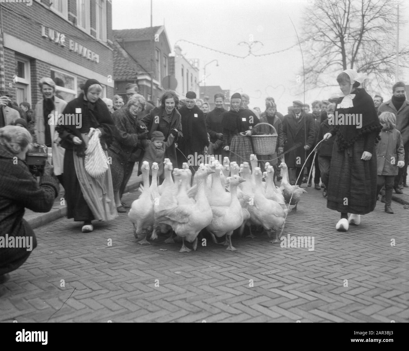 Mercato annuale Goose a Coevorden Tradizionalmente vestiti goose custodi guidare un pacchetto di oche al mercato sotto interesse pubblico Data: 14 novembre 1966 Località: Coevorden, Drenthe Parole Chiave: Animali, oche, mercati Foto Stock