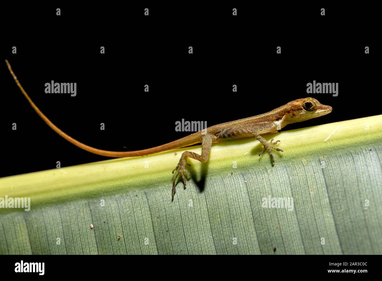 Primo Piano Di Anole Snella (Limifrons Di Anolis) - La Laguna Del Lagarto Eco-Lodge, Boca Tapada, Costa Rica [Esemplare Controllato] Foto Stock