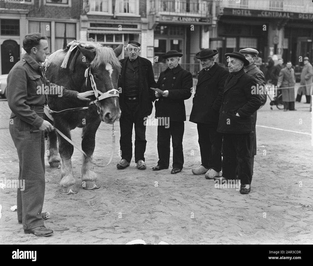 Goes stallion approval Date: February 15, 1951 Location: Goes Keywords: Stalloni, approvazioni Foto Stock