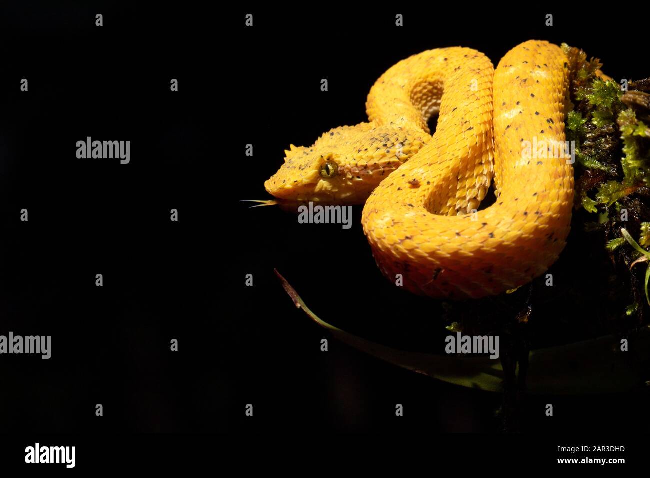 Tintura ciglia Viper (Bothriechis schlegelii) - Laguna del Lagarto Lodge, Boca Tapada, Costa Rica [campione controllato] Foto Stock