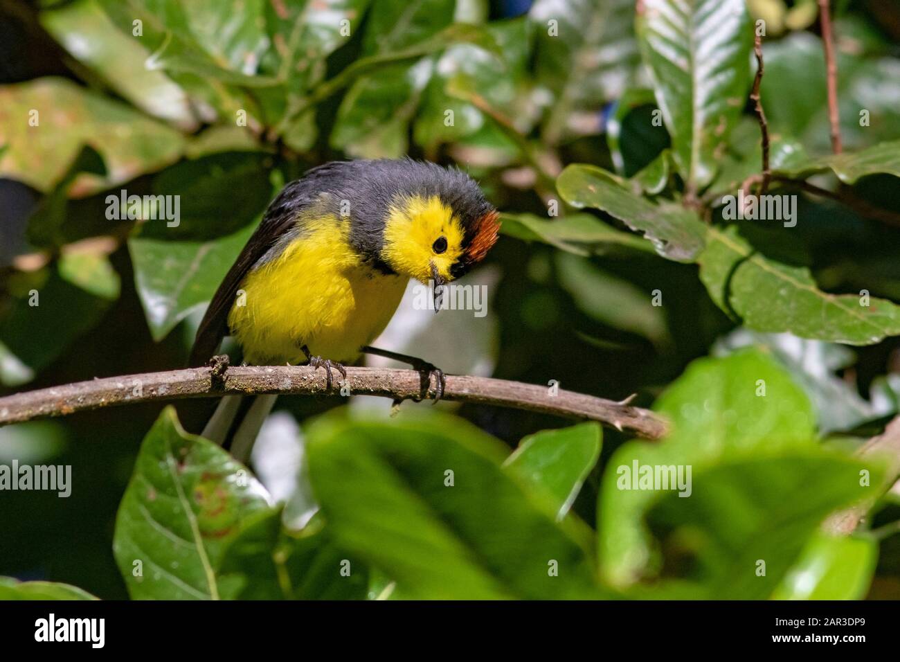 Collato Redstart (Myioborus Torquatus) - Vicino Paraiso Quetzal Lodge, San Gerardo De Dota, Provincia Di San Jose, Costa Rica Foto Stock