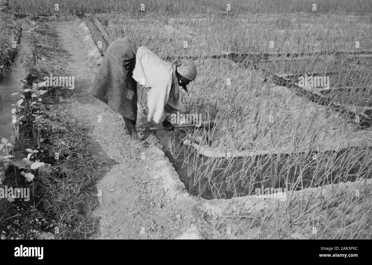 Donne, raccolti, lavoro Data: Parole Chiave dense: Raccolti, donne, lavoro Foto Stock