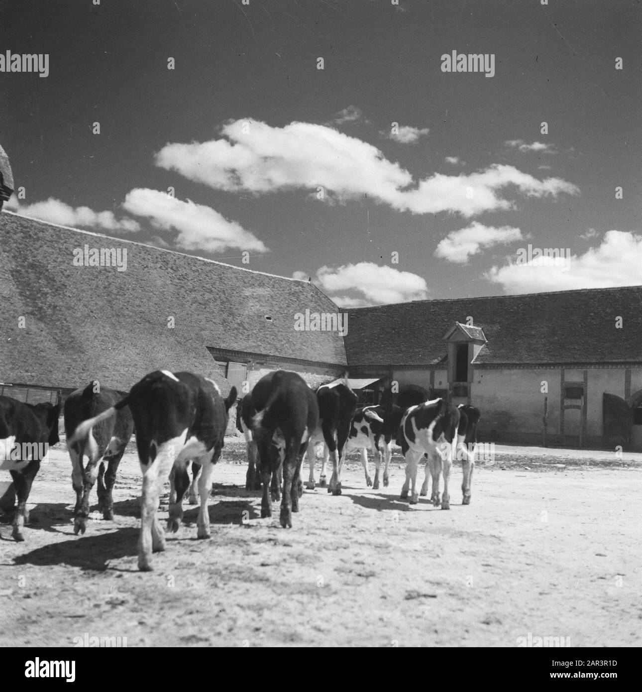 Gli agricoltori olandesi hanno creato un'azienda in Francia gli agricoltori olandesi hanno creato un'azienda in Francia Data: Agosto 1948 luogo: Francia Parole Chiave: Agricoltura, seconda guerra mondiale Foto Stock
