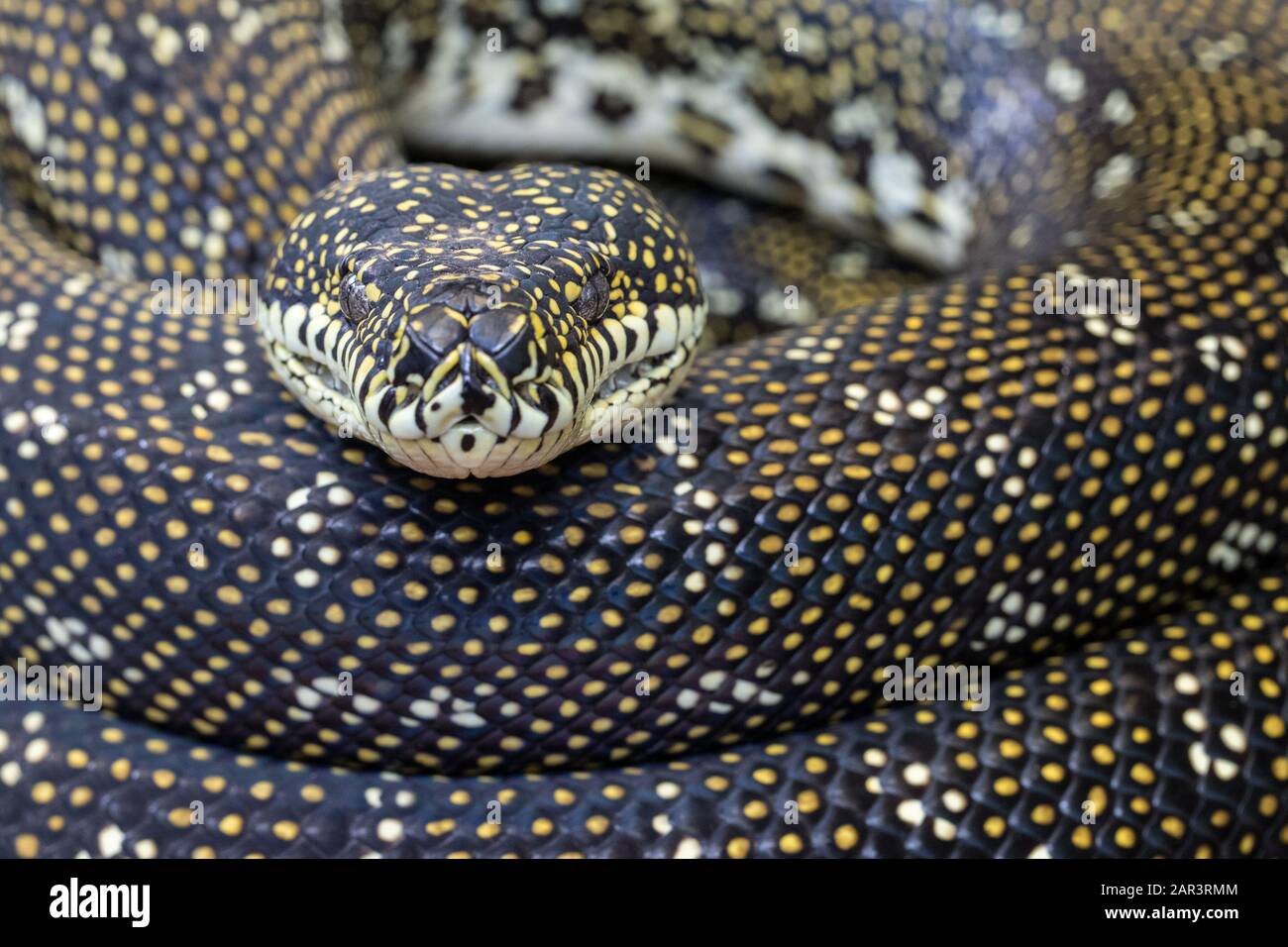 Diamond Python Foto Stock