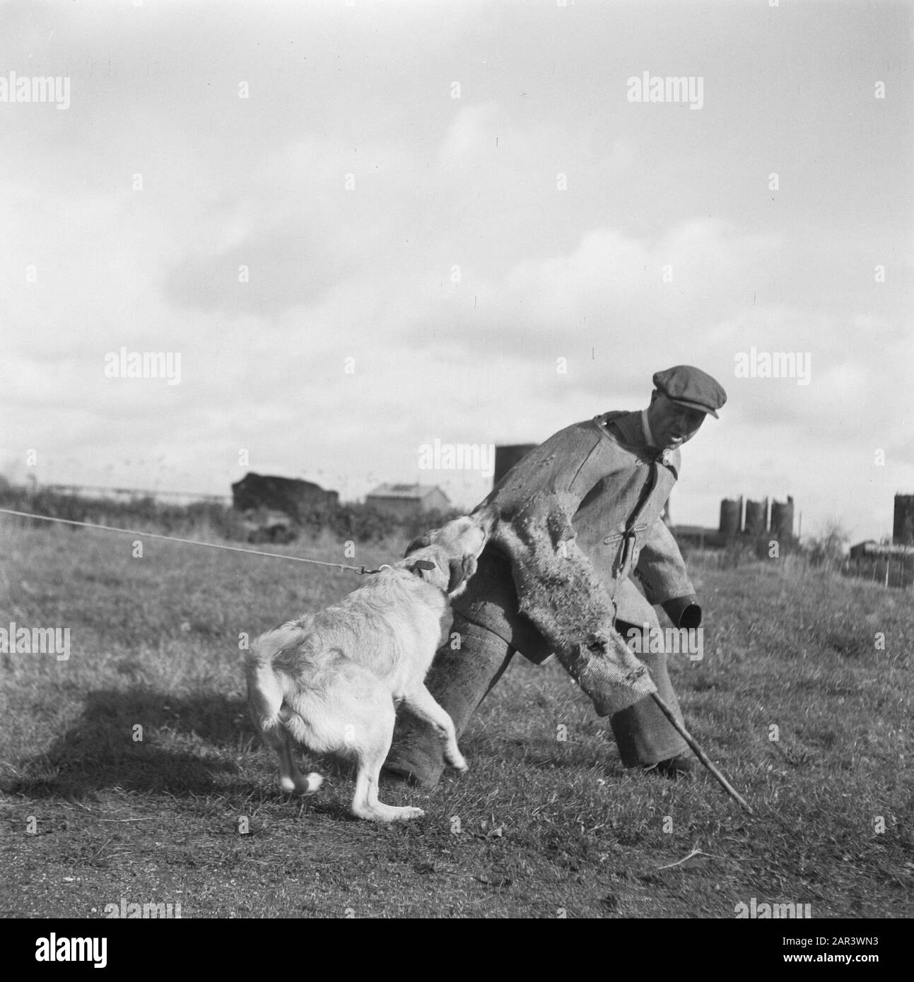 Series About training polizia dogs Data: 1945 Parole Chiave: Seconda guerra mondiale, Bestiame Foto Stock