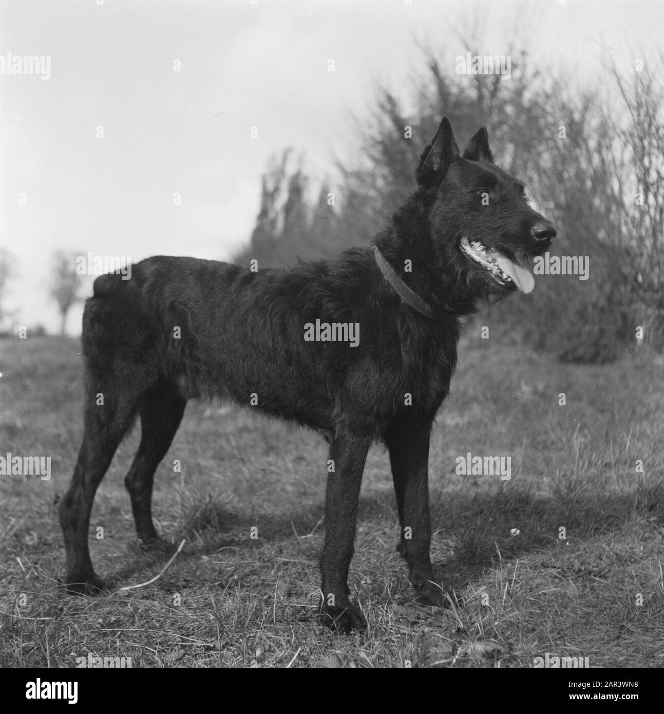 Series About training polizia dogs Data: 1945 Parole Chiave: Seconda guerra mondiale, Bestiame Foto Stock