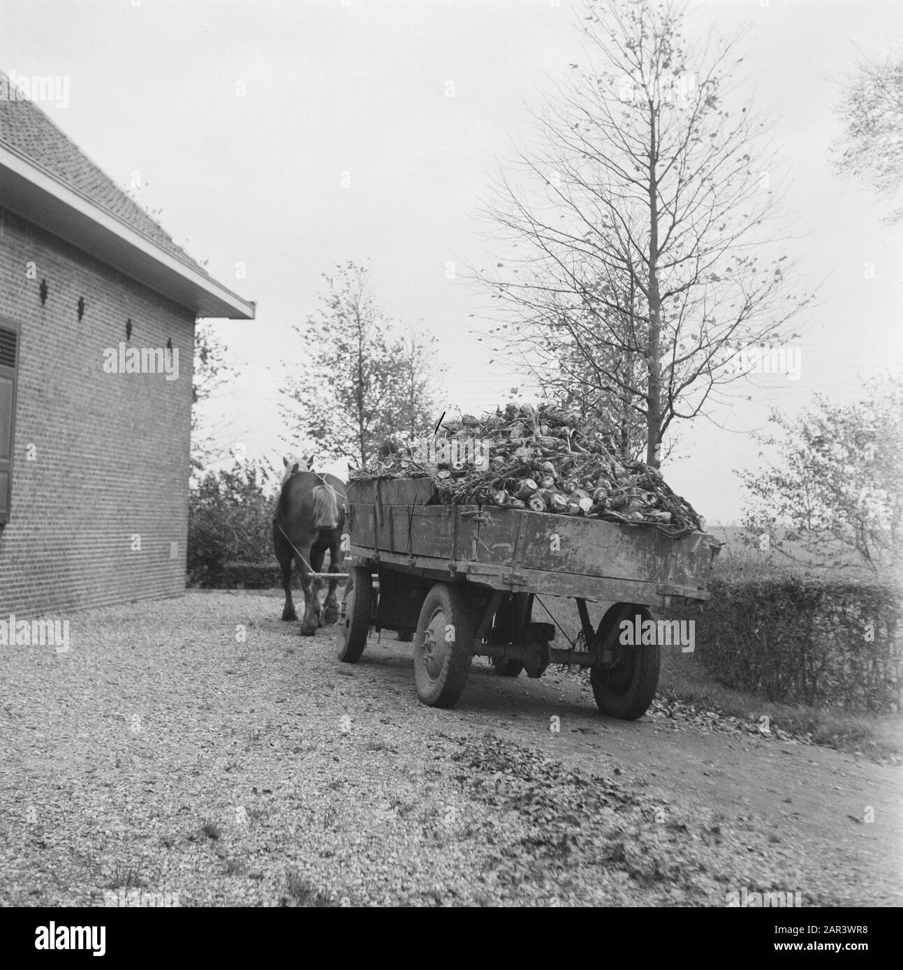 Registrazioni del nuovo raccolto di barbabietole da zucchero Data: 1945 Parole Chiave: Agricoltura, seconda guerra mondiale Foto Stock