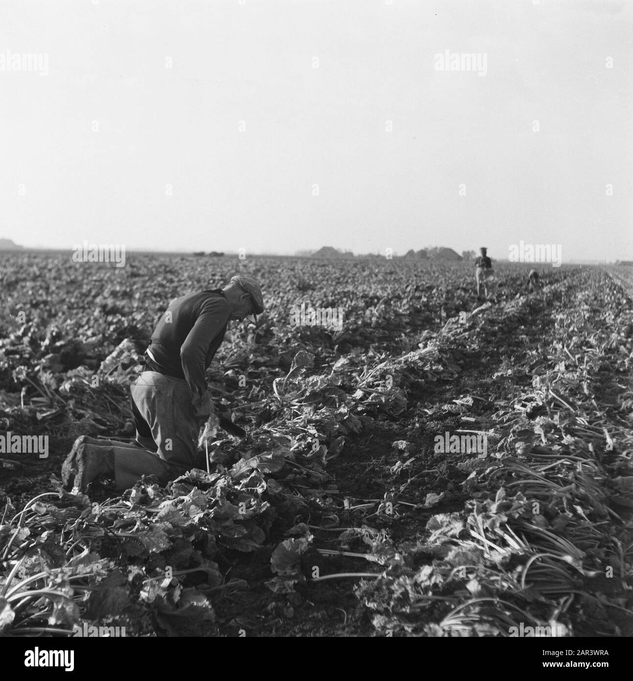 Registrazioni del nuovo raccolto di barbabietole da zucchero Data: 1945 Parole Chiave: Agricoltura, seconda guerra mondiale Foto Stock
