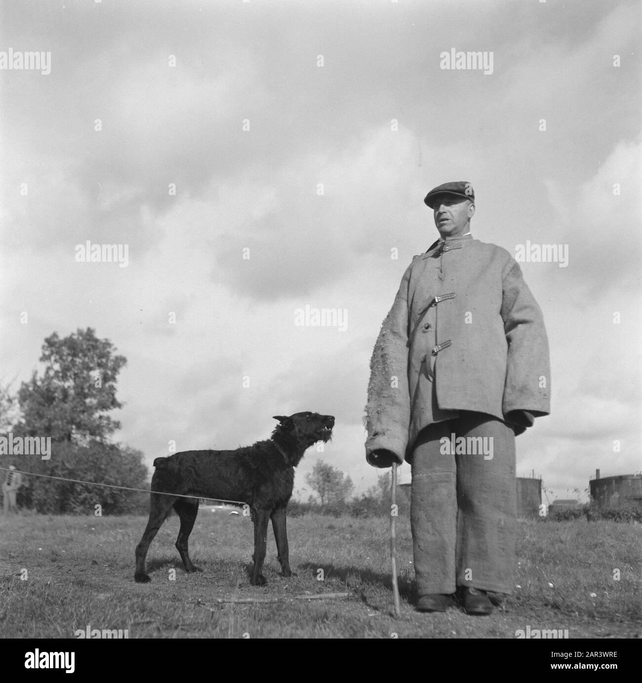 Series About training polizia dogs Data: 1945 Parole Chiave: Seconda guerra mondiale, Bestiame Foto Stock
