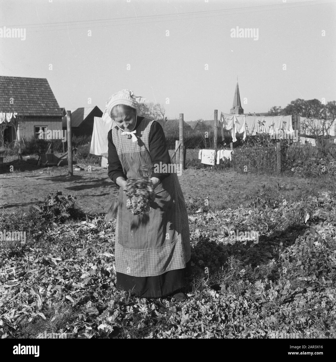 Reportage Putten Donna giardinaggio in orto Data: 29 Ottobre 1945 luogo: Gelderland, Wells Parole Chiave: Orto, giardinaggio, seconda guerra mondiale, donne Foto Stock