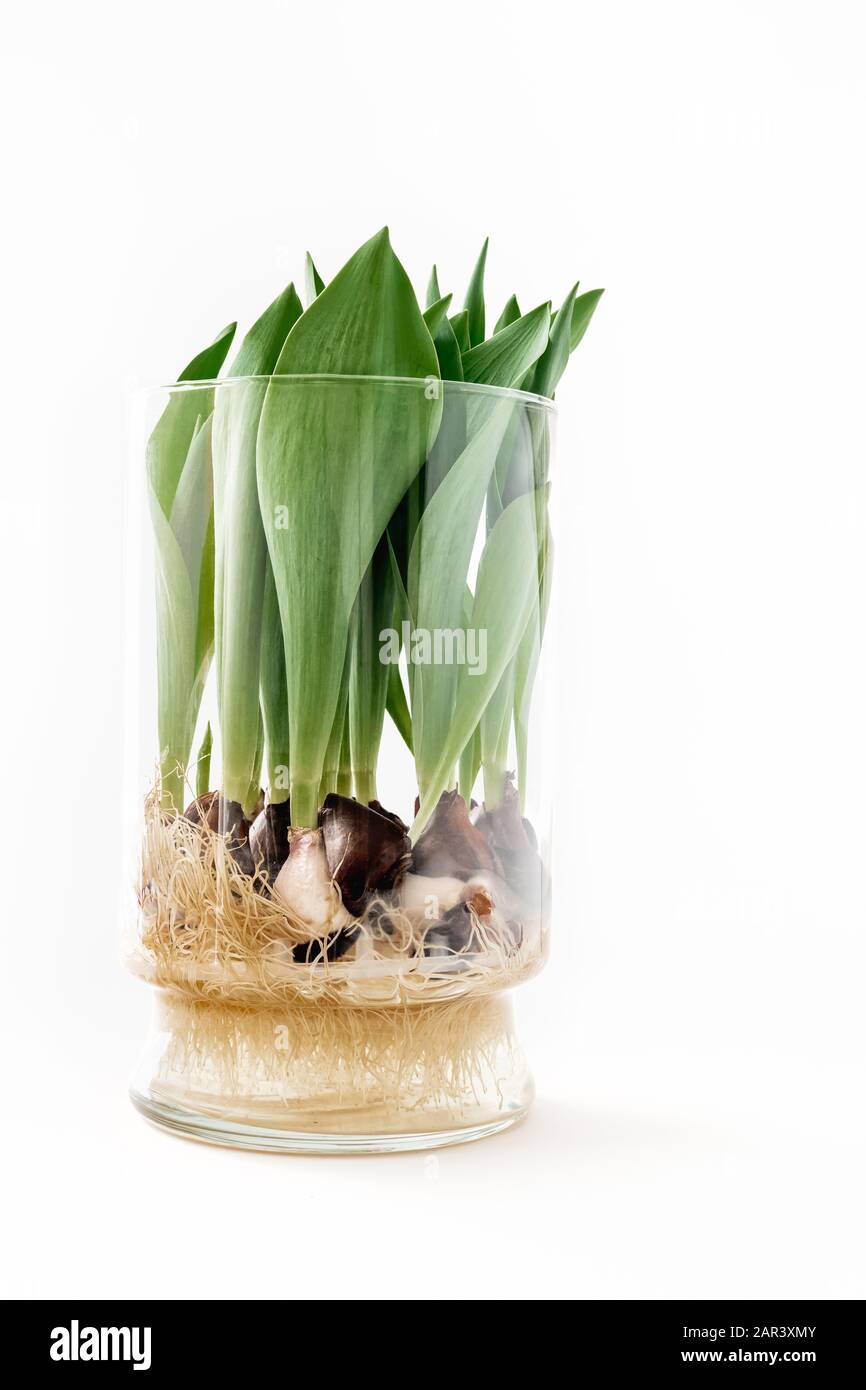 Tulipani in vaso di vetro: altezza 210 mm, conf. da 6 pz.
