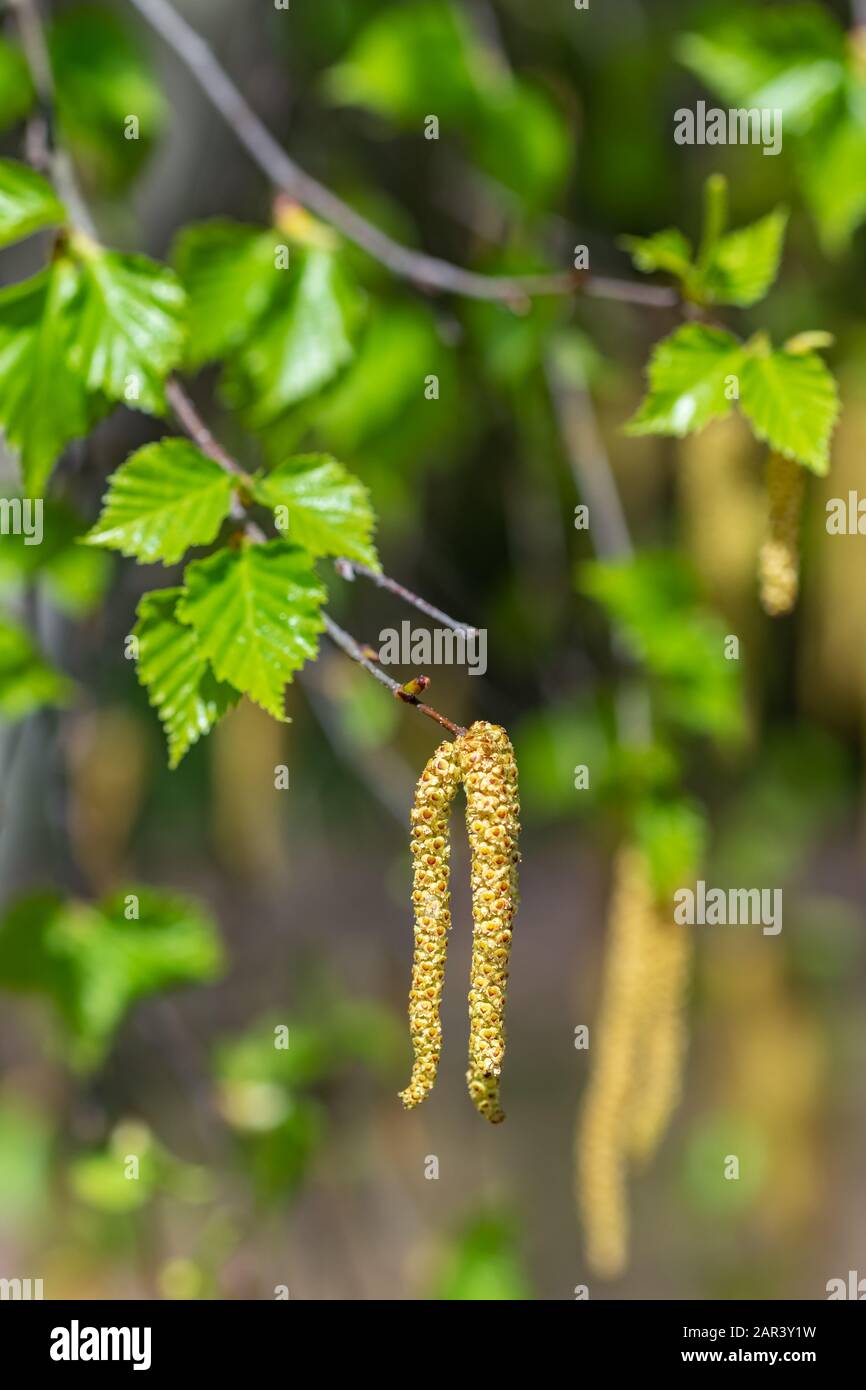 Ramoscello con seme e foglie di betulla d'argento in primavera Foto Stock