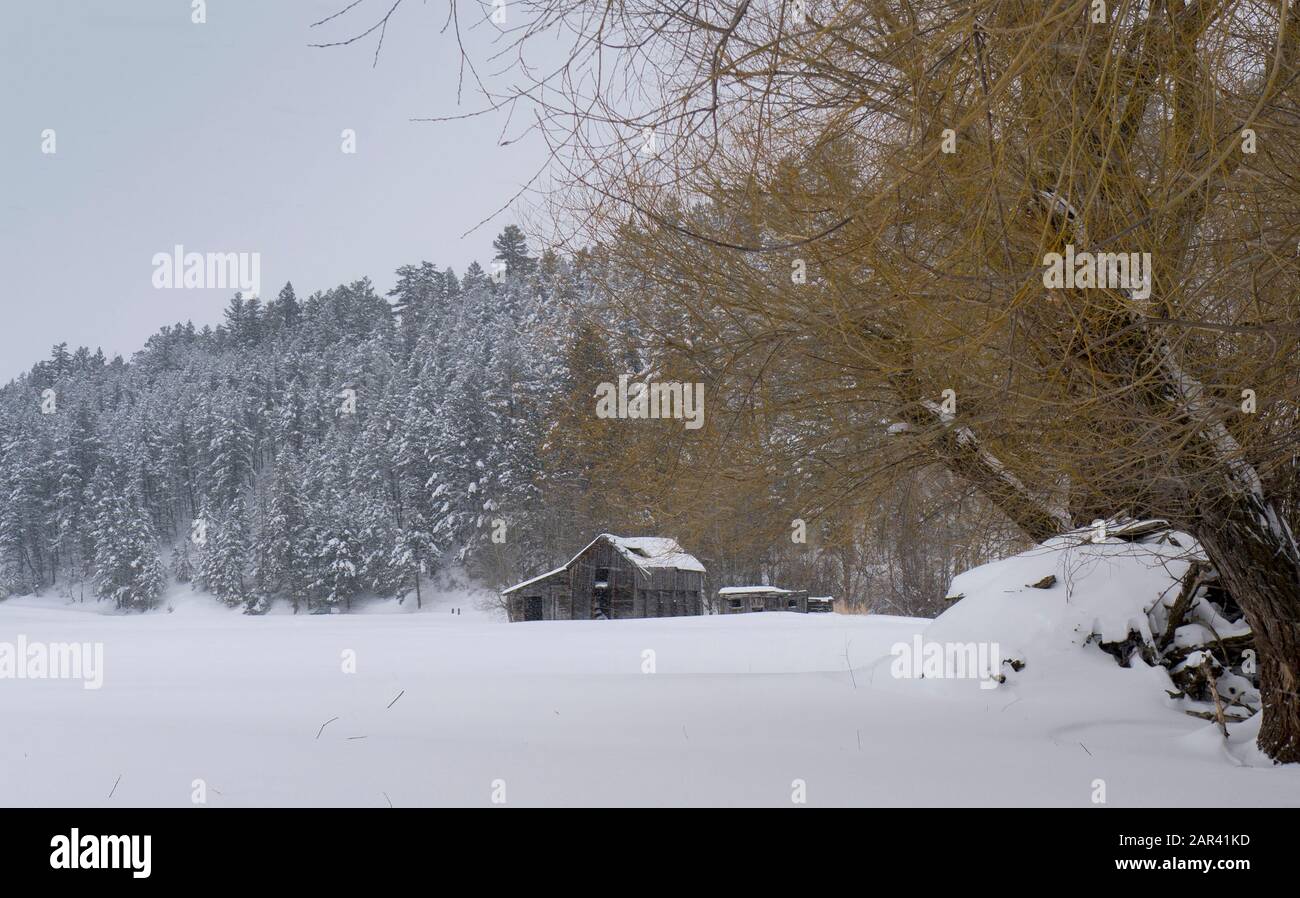 Granai abbandonati nella neve a Bearmouth, a ovest di Drummond, Montana nella contea di Granite. Foto Stock