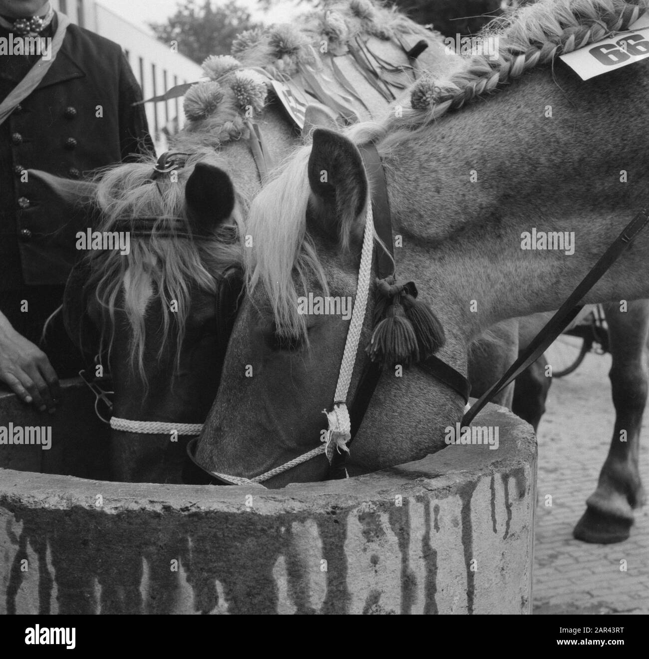 Ringrijden In Middelburg Data: 24 Agosto 1950 Luogo: Middelburg, Zeeland Parole Chiave: Ringrijden Foto Stock