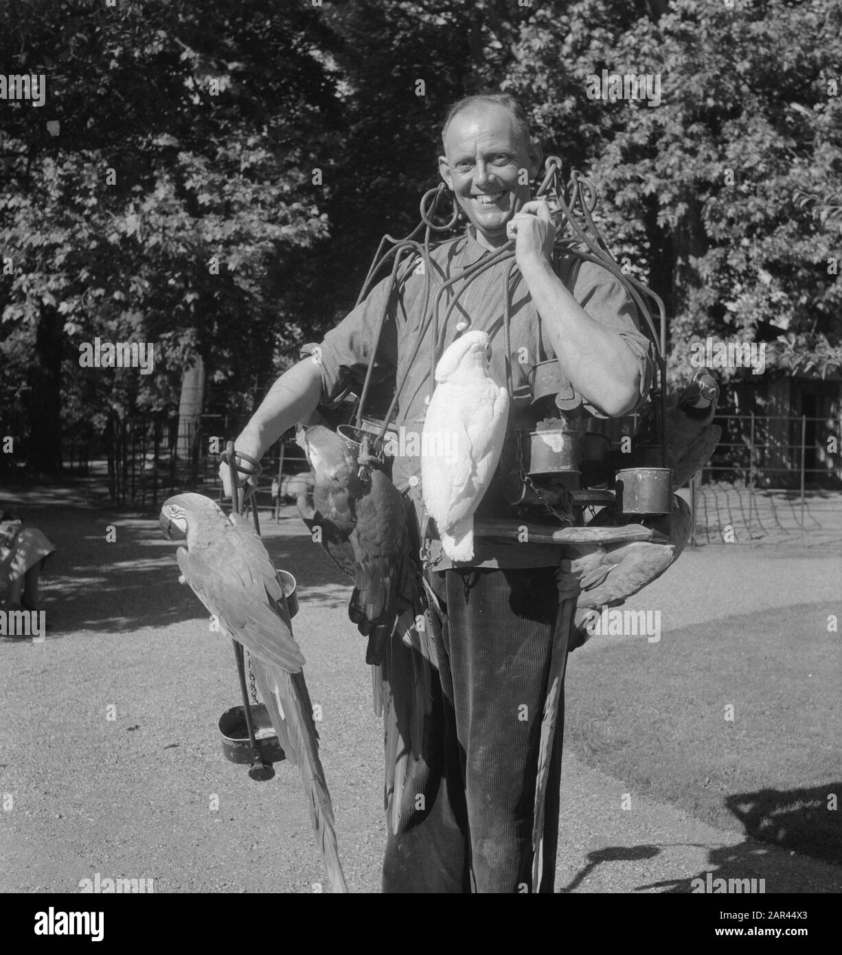 Parrot Carriers In Artis Date: 10 July 1951 Location: Amsterdam, Noord-Holland Keywords: Parrot Carriers Institution Name: Artis Foto Stock