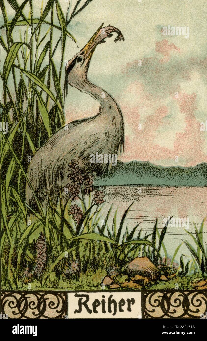 Erone grigio Ardea cinerea, (libro zoologico, 1908) Foto Stock